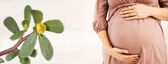 خواص خرفه در بارداری