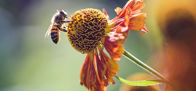 جلوگیری از سرطان پروستات در مقاله خواص عسل چند گیاه