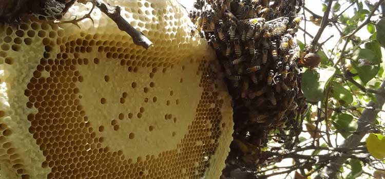 آنتی اکسیدان بالا در مقاله خواص عسل وحشی