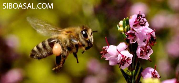 بهبود دردهای تنفسی در مقاله خواص عسل خلنگ