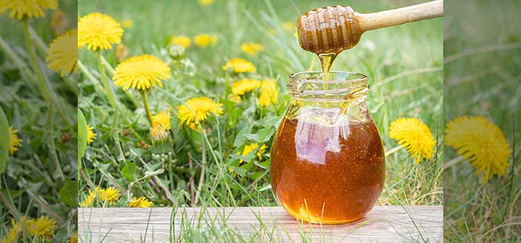 تقویت دستگاه گوارش در مقاله خواص عسل قاصدک