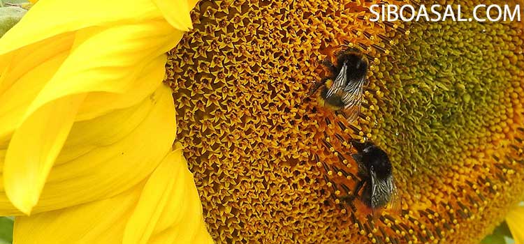 درمان گلو درد عسل گل افتابگردان