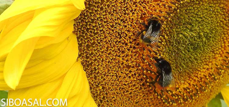 درمان سینوزیت در مقاله خواص عسل آفتابگردان