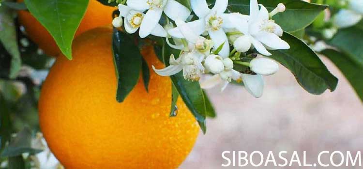 افزایش ایمنی بدن در مقاله خواص عسل پرتقال