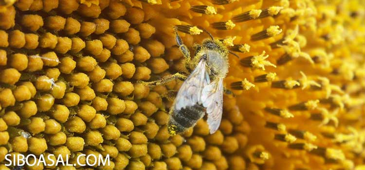 درمان ریه و کلیه در خواص عسل گل افتابگردان