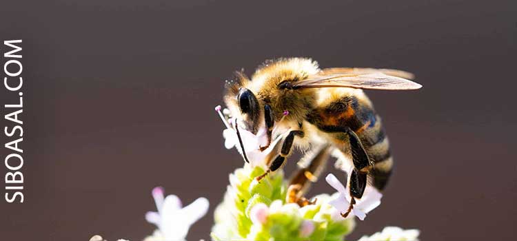 عسل طبیعی پرورشی در مقاله بهترین عسل