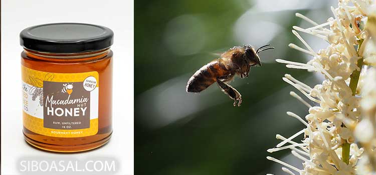 کاهش التهاب درمقاله خواص عسل ماکادمیا