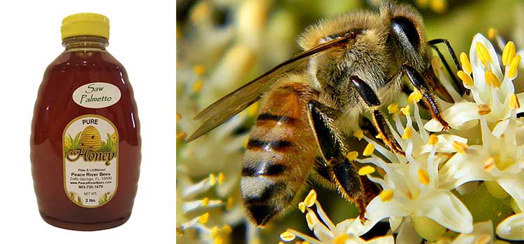 مشخصات عسل پالمتو چیست در مقاله خواص عسل پالمتو