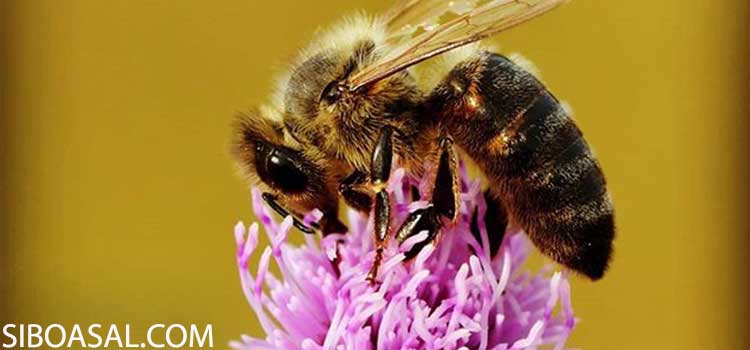 بهبود آسم و بیماریهای ریوی در مقاله خواص عسل قنقال