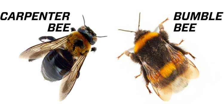 تفاوت زنبور سیاه و بامبل 