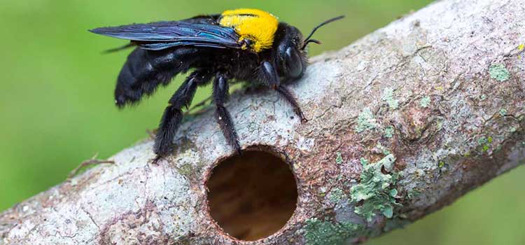 خسارات زنبور سیاه