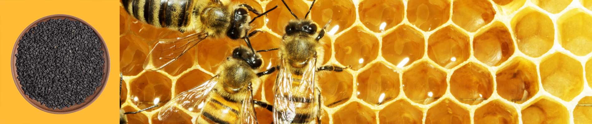عکس سر صفحه خواص عسل و سیاه دانه