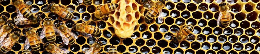 عکس سر صفحه مقاله مضرات عسل