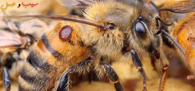 کنه واروآ در مقاله بیماری های زنبور عسل