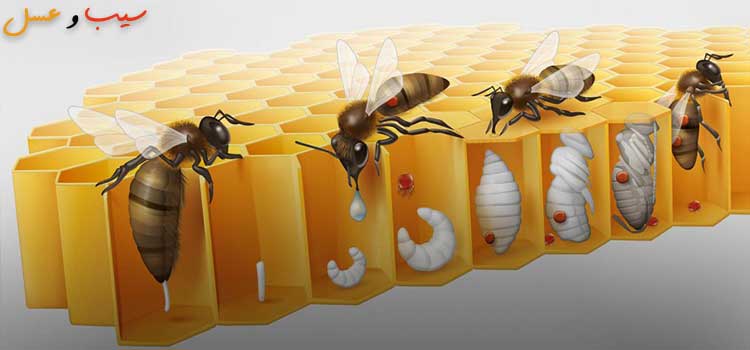  بیماری های زنبور عسل