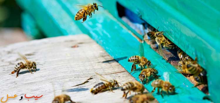 بیماری نوزما در مقاله بیماری های زنبور عسل