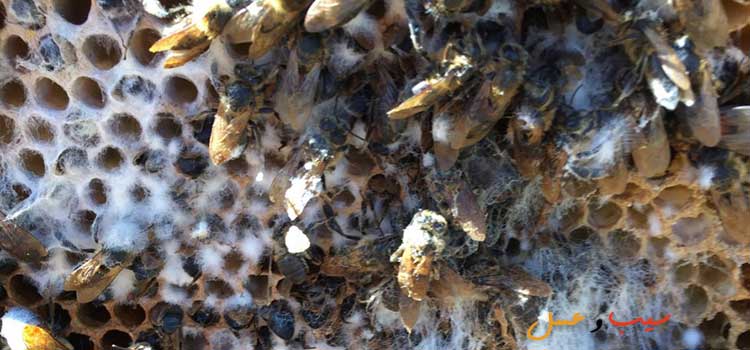 کپک گرده در مقاله بیماری های زنبور عسل