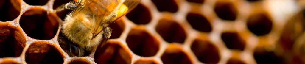 عکس سر صفحه مقاله کندوی عسل