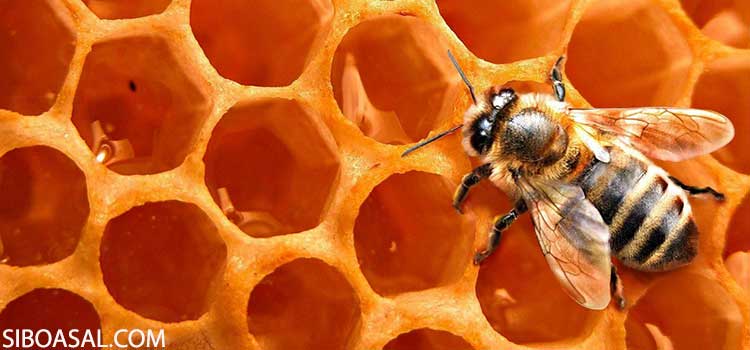 درخشندگی مواد غذایی در مقاله موم زنبور عسل چیست