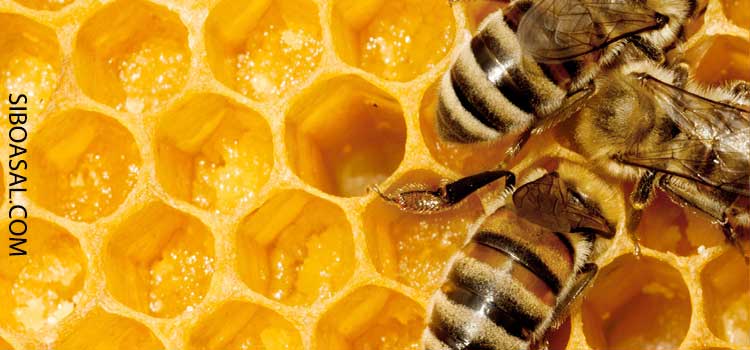 بهبود درد معده در مقاله خواص موم زنبور عسل چیست