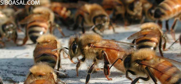 خصوصیات زنبور کارگر در کلونی زنبور عسل