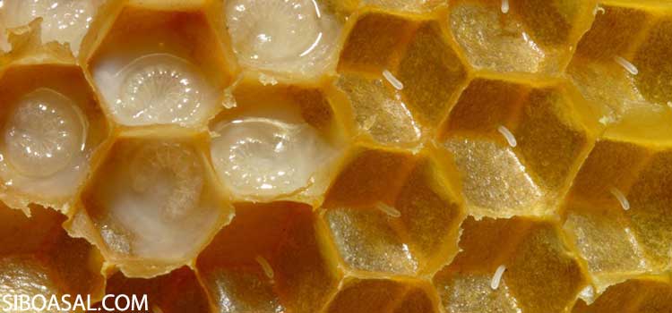 لارو زنبور عسل در مقاله لارور زنبور عسل چیست