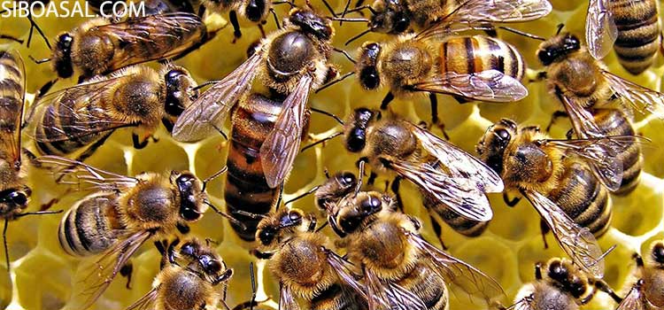 شکل ضاهری ملکه زنبور عسل در کلونی زنبور عسل