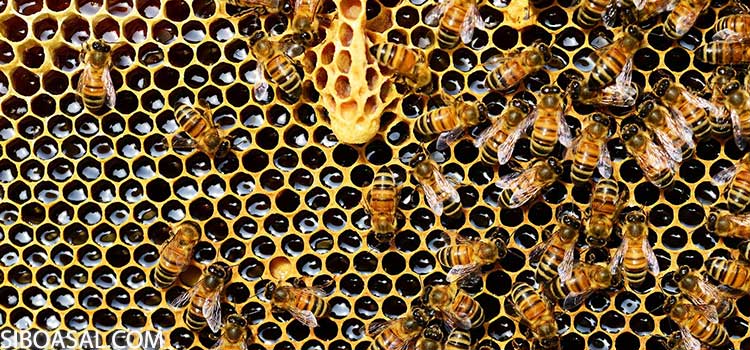 ساختار کلونی زنبور عسل