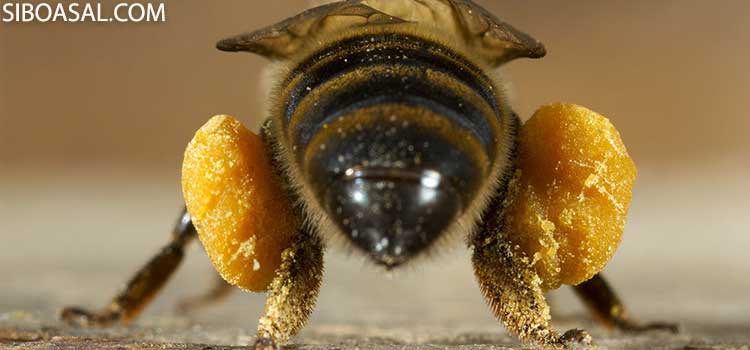 گرده گل جمع آوری شده در پای عقب زنبور عسل مقاله خواص گرده گل زنبور عسل