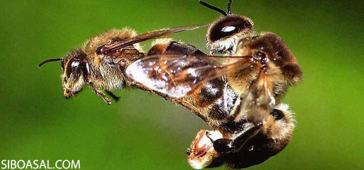نحوه جفت گیری زنبور ملکه در مقاله کلونی زنبور عسل