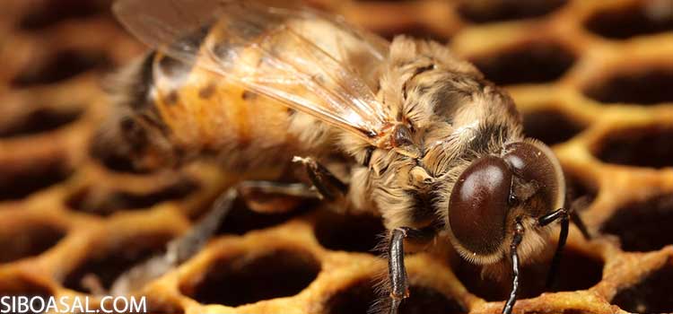 خصوصیات زنبور نر در کلونی زنبور عسل