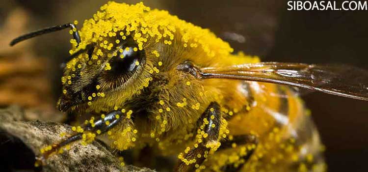 عکس سر صفحه مقاله تقویت سیستم ایمنی بدن درخواص گرده گل زنبور عسل