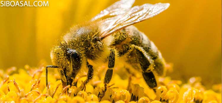 مواد معدنی گرده گل در مقاله خواص گرده گل زنبور عسل