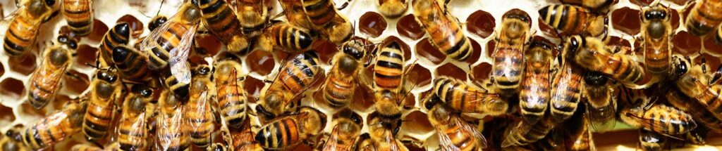 عکس عنوان مقاله کلونی زنبور عسل