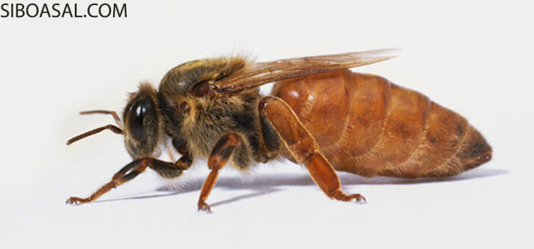 ملکه زنبور عسل در مقاله محصولات زنبور عسل