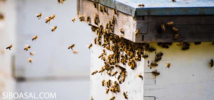 کندو زنبور عسل در مقاله محصولات زنبور عسل