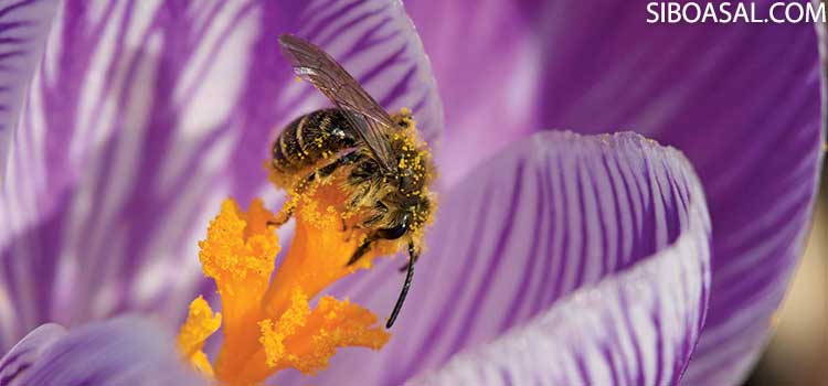 عکس سر صفحه مقاله بهبود عملکرد سیستم تنفسی درخواص گرده گل زنبور عسل