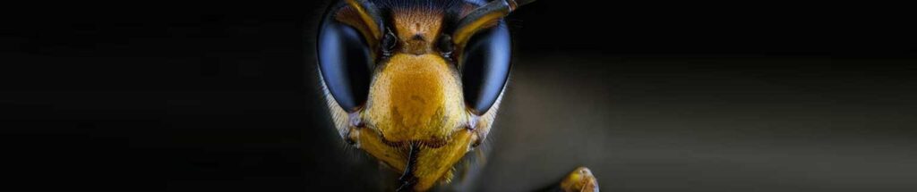 عکس سر صفحه مقاله زنبور قاتل چیست