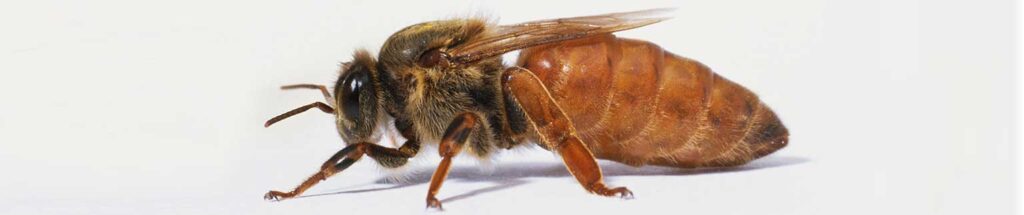 عکس سر صفحه مقاله زنبور ملکه چیست