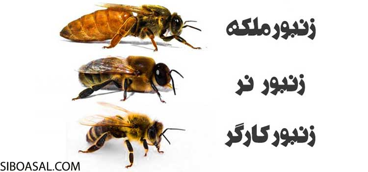 انواع زنبور عسل در مقاله زنبور ملکه