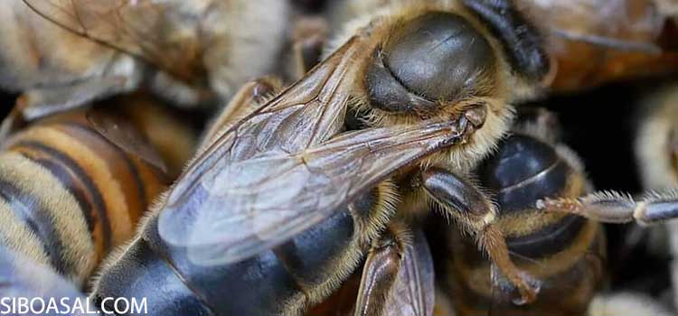 شگل ظاهری زنبور ملکه