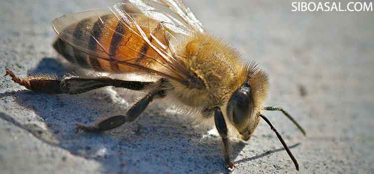 عکس 1 مقاله زنبور قاتل چیست
