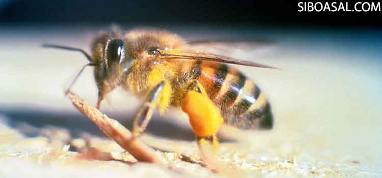 عکس 2 مقاله زنبور قاتل چیست