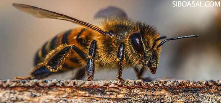 عکس 3 مقاله زنبور قاتل چیست