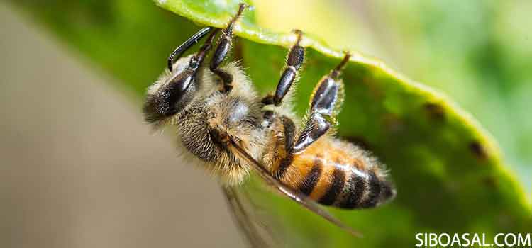 عکس 4 مقاله زنبور قاتل چیست