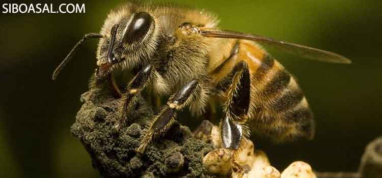 عکس 5 مقاله زنبور قاتل چیست