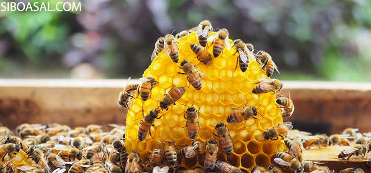 کندوی عسل طبیعی